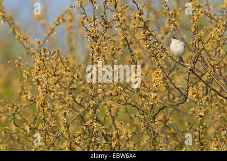 Lesser Whitethroat (Sylvia Curruca), sittin in einem verdorrten Blackthorn, Deutschland, Rheinland-Pfalz Stockfoto