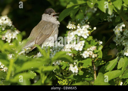 Mönchsgrasmücke (Sylvia Atricapilla), sitzt in einem Weißdorn, singen, Deutschland, Rheinland-Pfalz Stockfoto