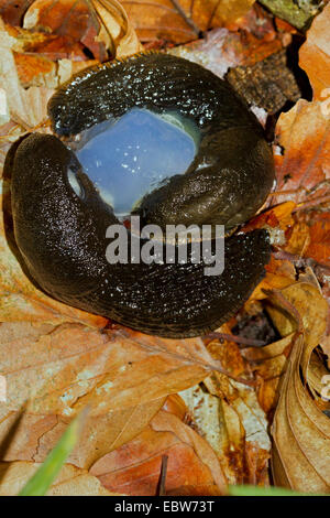 große schwarze Nacktschnecke, größere schwarze Nacktschnecke, schwarze Arion, schwarze Schnecke (Schottland) (Arion Ater), Paarung auf Wald, Boden, Deutschland, Mecklenburg-Vorpommern Stockfoto