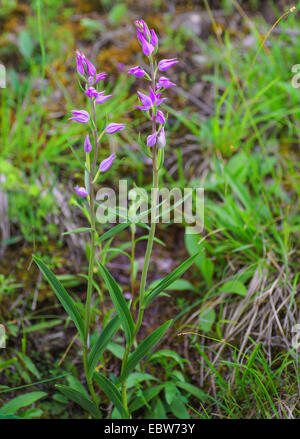 Red Helleborine (Cephalanthera Rubra), blühend, Österreich, Tyrol Stockfoto