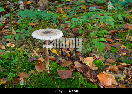 Parasol (Macrolepiota Procera, Lepiotia Procera), zusammen mit toten Mannes fingert, Xylaria Polymorpha, Deutschland, Mecklenburg-Vorpommern Stockfoto