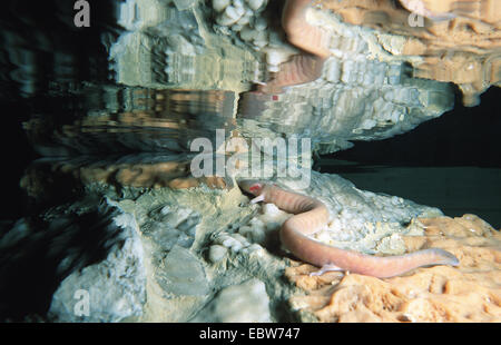 Europäische Olm (blind Salamander) (Proteus Anguinus), in einer Höhle, Slowenien, Postonja Hoehlen Stockfoto