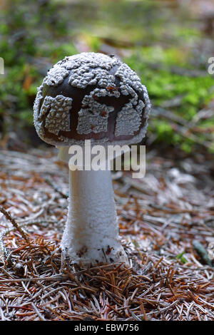 Rouge (Amanita Rubescens), Fruchtbildung Körper Stockfoto