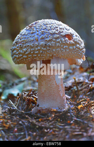 Rouge (Amanita Rubescens), Fruchtbildung Körper, Deutschland Stockfoto