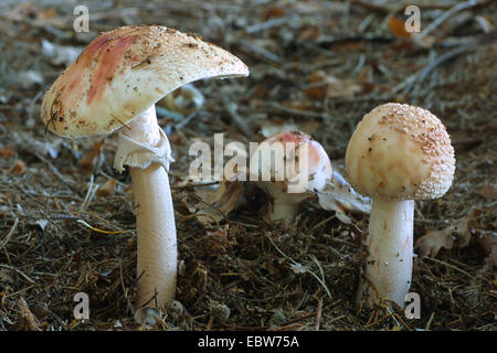 Rouge (Amanita Rubescens), Fruchtbildung Körper, Deutschland Stockfoto