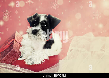 Retro-Bild von einer niedlichen schwarzen und weißen Mini Schnauzer Welpen aus eine schöne rote festliche Weihnachtsgeschenk gucken. Stockfoto