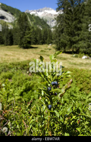 Zwerg, Heidelbeere, Heidelbeere, Huckleberry, niedrige Blaubeeren (Vaccinium Myrtillus), Fruchtbildung, Grimseltal Schweiz, Grimseltal Stockfoto