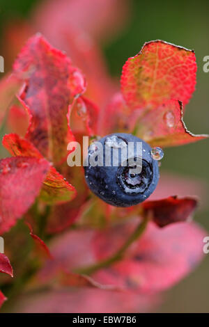 Zwerg Heidelbeere, Heidelbeere, Huckleberry, niedrige Blaubeeren (Vaccinium Myrtillus), Reife Blaue Beeren auf einem Strauch im Herbst, Schweiz, Wallis Stockfoto