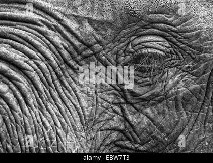 Elefanten-Waisen bei David Sheldrick Elephant Sanctuary Stockfoto