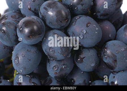 Rote Trauben mit Wassertropfen. Studio-Makroaufnahme Stockfoto