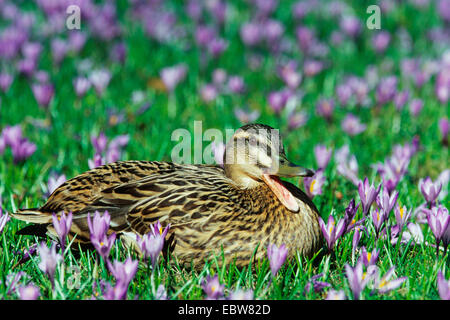 Stockente (Anas Platyrhynchos), Weiblich, auf Wiese mit crocusses Stockfoto