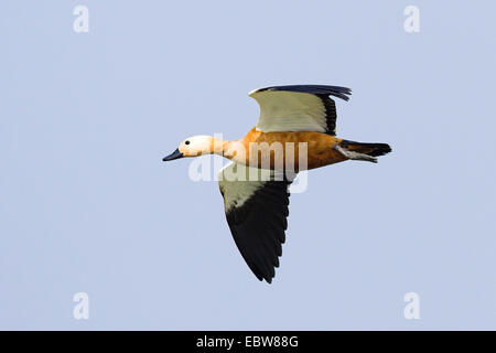 Ruddy Brandgans (Tadorna Ferruginea, Casarca Ferruginea), fliegen, Indien, Keoladeo Ghana Nationalpark Stockfoto