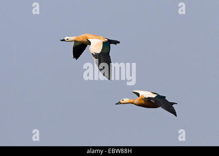 Ruddy Brandgans (Tadorna Ferruginea, Casarca Ferruginea), zwei fliegenden Individuen, Indien, Keoladeo Ghana Nationalpark Stockfoto