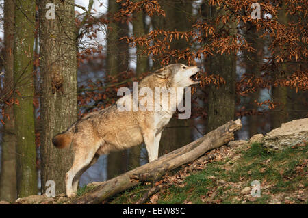 Timber Wolf (Canis Lupus LYKAON), heulen einziges Tier Stockfoto