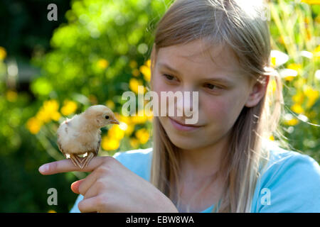 Hausgeflügel (Gallus Gallus F. Domestica), Küken auf Mädchen Finger, Deutschland Stockfoto