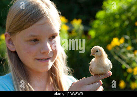 Hausgeflügel (Gallus Gallus F. Domestica), Küken auf Mädchen Finger, Deutschland Stockfoto