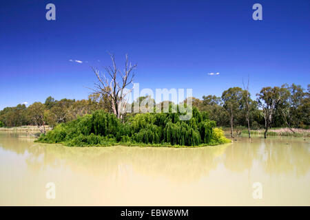 Eukalyptus, Gum (Eucalyptus spec.), Murray River mit Zahnfleisch und Weiden, Australien, Suedaustralien Stockfoto