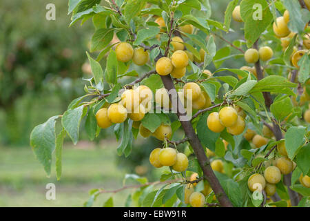 Pflaumenmus (Prunus Domestica 'Haferpflaume', Prunus Domestica SSP. Insititia, Prunus Domestica Haferpflaume Prunus Insititia), Sorte Haferpflaume Stockfoto