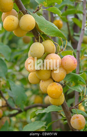 Pflaumenmus (Prunus Domestica 'Haferpflaume', Prunus Domestica SSP. Insititia, Prunus Domestica Haferpflaume Prunus Insititia), Sorte Haferpflaume Stockfoto