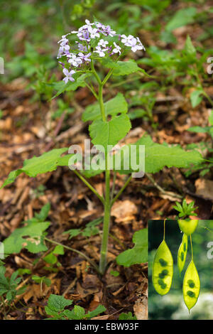 Mehrjährige Ehrlichkeit (Lunaria Rediviva), blühen, mit Details der Früchte, Deutschland, Bayern Stockfoto