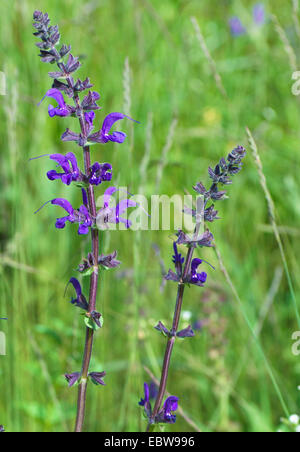 Wiese Clary, Wiesen-Salbei (Salvia Pratensis), blühen in einer Wiese, Oberbayern, Oberbayern, Bayern, Deutschland Stockfoto