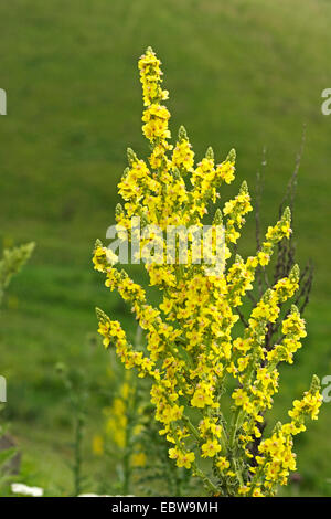 Königskerze (Verbascum spec.), Blütenstand, Bulgarien Stockfoto