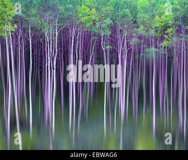 DIGITALE Kunst: Espen in den Rocky Mountains, Colorado, USA Stockfoto