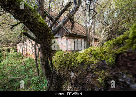 Moos am Baum vor der alten Hütte in Wüstung Stechanka, Sperrzone von Tschernobyl, Ukraine Stockfoto