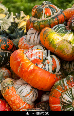 Cucurbita Kürbis Kürbisse aus Herbsternte auf einem Markt Stockfoto