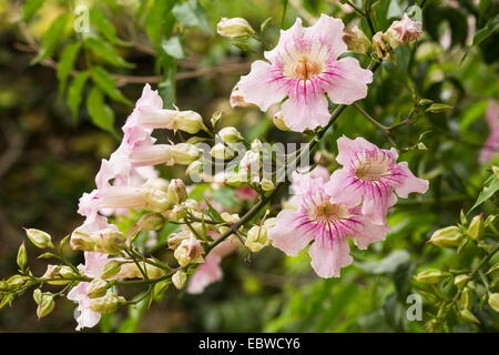 Pink Trumpet Vine (Podranea Ricasoliana) in voller Blüte Stockfoto