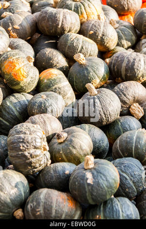 Cucurbita Kürbis Kürbisse aus Herbsternte auf einem Markt Stockfoto