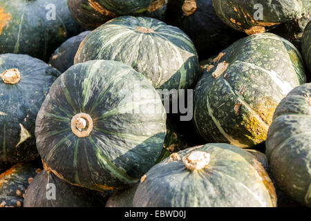 Cucurbita Kürbis Kürbisse aus Herbsternte auf einem Markt Stockfoto