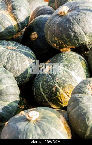 Cucurbita Kürbis Kürbisse aus Herbsternte auf einem Markt Stockfoto