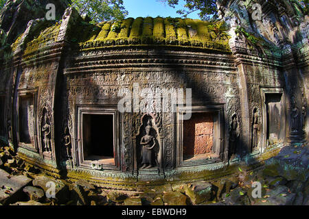 Riesige Baumwurzeln auf Ta Phrom, Khmer-Tempel in Siem Reap, Angkor, Kambodscha. Stockfoto