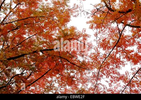 Weiblich-Krankenschwester Stockfoto