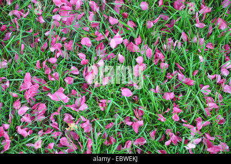 Spring Blossom, abgefallene rosa Blütenblätter auf dem grünen Rasen, Wassertropfen, Regen Stockfoto