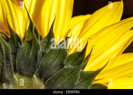 Sonnenblume #1 Stockfoto