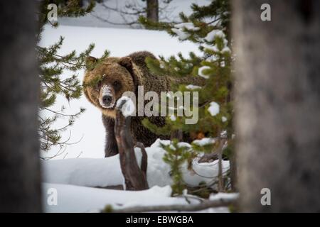 Ein einsamer Grizzlybär Spaziergänge durch Schnee im Yellowstone-Nationalpark, Wyoming. Stockfoto