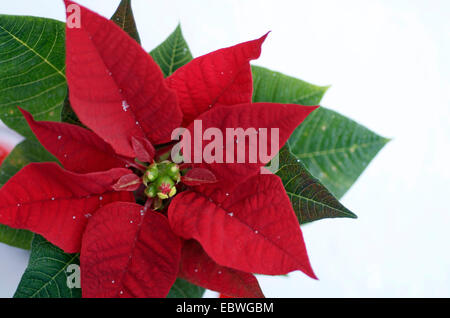 Einzigen perfekte Weihnachtsstern Stockfoto