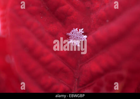 Gefroren, natürliche Schneeflocke auf roten Weihnachtsstern Blütenblatt Stockfoto