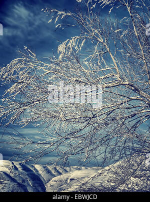 Herrliche Winterlandschaft, großen Baum auf dem Berg mit hellen weißen Schnee bedeckt, schöne Winter-Wetter Stockfoto