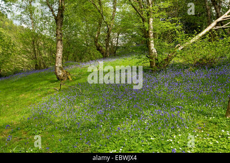 Teppich aus Glockenblumen blühen im Frühjahr unter Bäumen in schattigen Wäldern in der Nähe von walisischen Dorf von Betwys y Coed Stockfoto