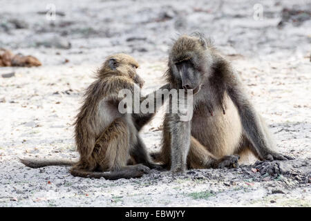 Ein Chacma Pavian (Papio Anubis) Pflege und Geselligkeit. Chobe Nationalpark in Botswana Stockfoto