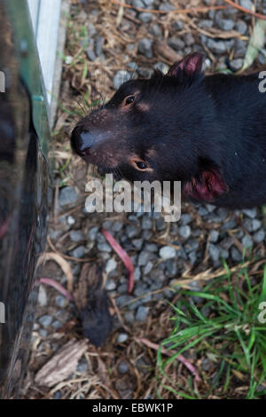 Tango, führt ein Gefangener Tasmanischer Teufel eine Angst Gape oder Gähnen in einem Gehäuse am Taroona außerhalb Hobart Stockfoto