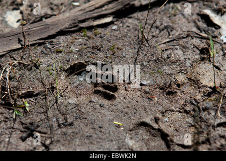 Tasmanische Teufel Pawprint im Schlamm in der Nähe von Murdunna, Forestier Halbinsel, Süd-Ost-Tasmanien. Gesehen auf einer Überfüllung Reise mit Wissenschaftlern Stockfoto