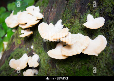 Pleurotus Ostreatus, der Austernpilz ist ein gemeinsames Speisepilz. Es wurde erstmals in Deutschland als ein Existenzminimum gemessenen angebaut. Stockfoto