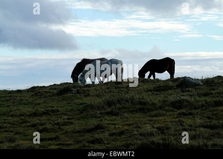 Dartmoor Ponys genießen Freiheit auf der Heide Silhouette gegen den blauen Himmel mit tief hängenden Wolken Stockfoto