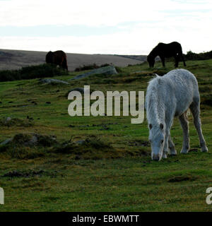 Dartmoor Ponys genießen Freiheit auf Moorland kostenlose Roaming-Pferde weiden auf Granit Torf festmachen Palomino Fohlen & Bucht Stuten Stockfoto