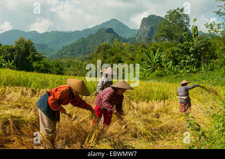 Reisernte in der Nähe von Ban Pak Ou, Laos Stockfoto