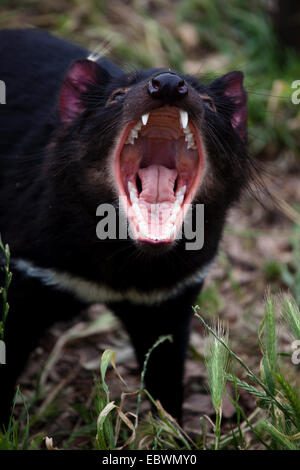 Tango, führt ein Gefangener Tasmanischer Teufel eine Angst Gape oder Gähnen in einem Gehäuse am Taroona außerhalb Hobart Stockfoto